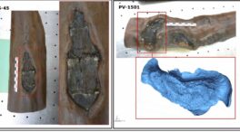 Hallan en el yacimiento neolítico de La Draga la evidencia más antigua de gestión de bosques