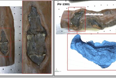 Hallan en el yacimiento neolítico de La Draga la evidencia más antigua de gestión de bosques