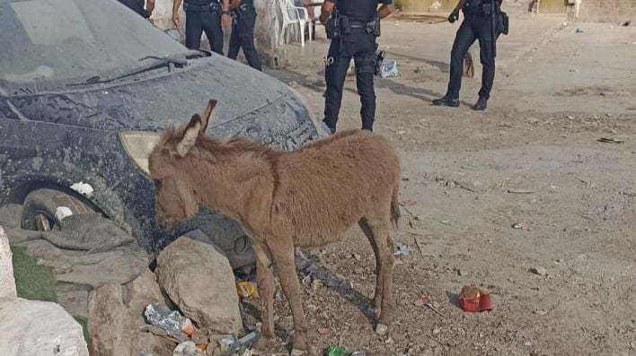 ¿De quién es el burro perdido en Son Banya?