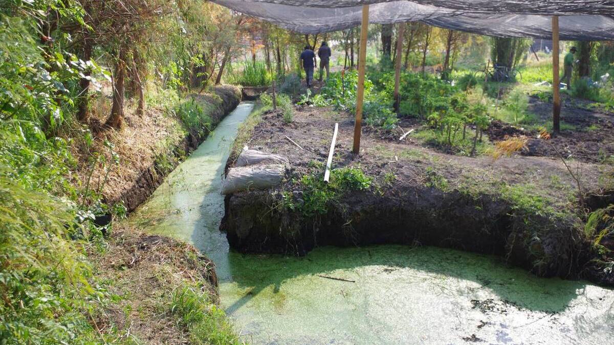 Chinampas, la práctica de cultivo precolombina que sobrevive en Ciudad de México