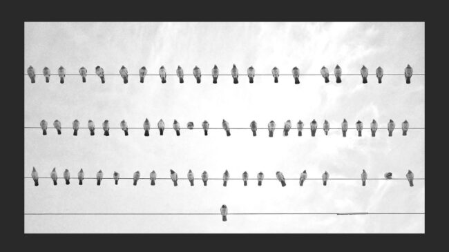 El reino de los suelos