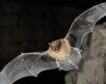 La actividad de los murciélagos se reduce en las granjas solares