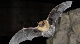 La actividad de los murciélagos se reduce en las granjas solares
