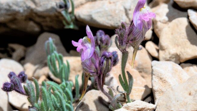 Descubierta una nueva especie de planta en la Sierra de la Sagra en Granada