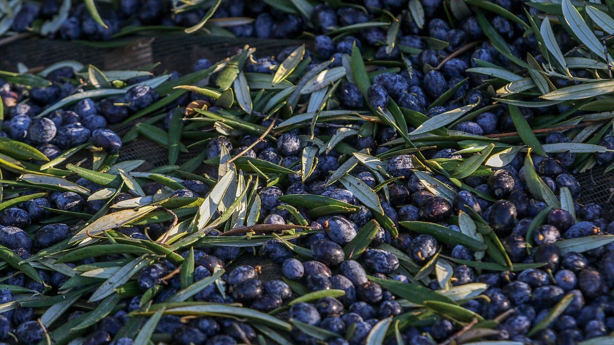 La escalada de precios del aceite de oliva no da tregua y ya supera los 10 euros el litro