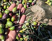 Investigan el robo de más de 50.000 litros de aceite de oliva en una almazara de Córdoba