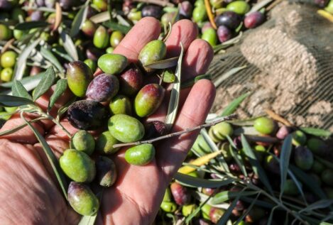 Investigan el robo de más de 50.000 litros de aceite de oliva en una almazara de Córdoba