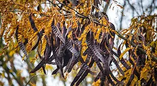 Los agricultores denuncian robos de algarroba: ¿por qué es tan codiciado este fruto?