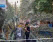 El Ayuntamiento no vio anomalías en la palmera caída en Barcelona tras revisarla en marzo