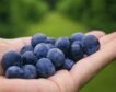 Antioxidant 'superfood' to prevent urine infections