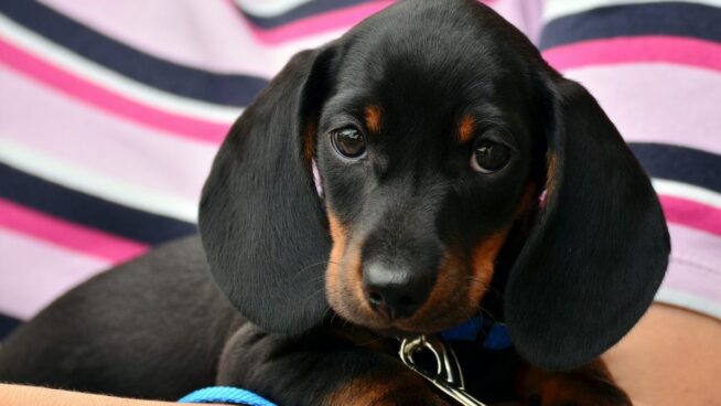 Esta es la fecha límite y lo que incluye el seguro obligatorio para perros