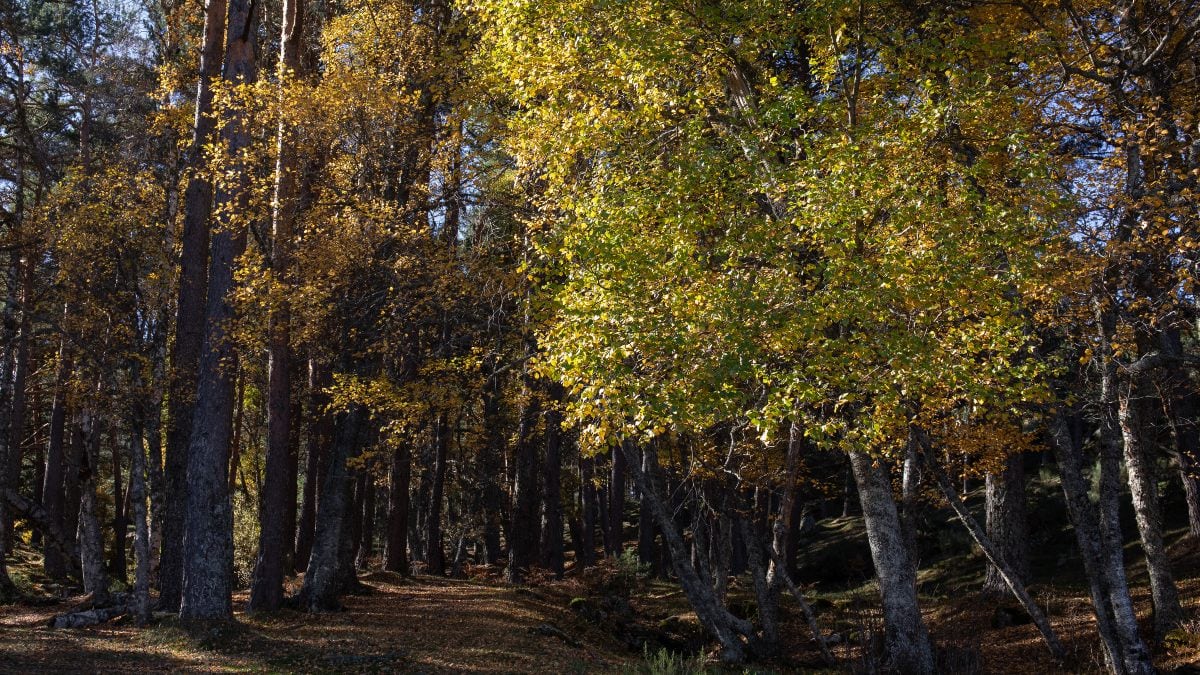 Lugares a menos de hora y media de Madrid para disfrutar de un pícnic en la naturaleza