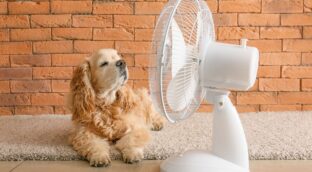 Los 10 mejores ventiladores silenciosos para dormir del 2024
