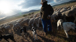 Situación grave en la ganadería andaluza frente a la sequía
