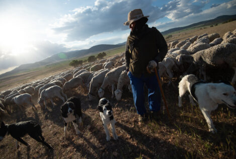 Situación grave en la ganadería andaluza frente a la sequía