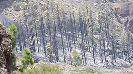 La evolución del incendio forestal en Tenerife permite la retirada de los hidroaviones