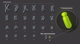 Descifrado el cromosoma sexual masculino, última pieza restante del genoma humano