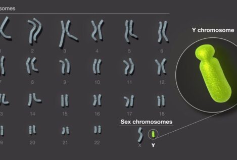 Descifrado el cromosoma sexual masculino, última pieza restante del genoma humano
