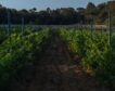 España reduce a la mitad el uso de pesticidas peligrosos en seis años