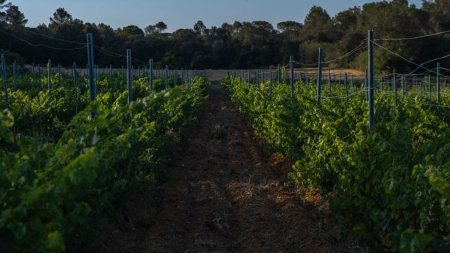 España reduce a la mitad el uso de pesticidas peligrosos en seis años