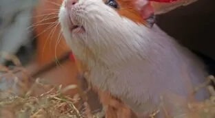 Ley de bienestar animal: ¿Qué ocurre si tengo una de las mascotas prohibidas?