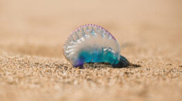 ¡Peligro: carabela portuguesa! ¿Qué tiene esta medusa de especial?