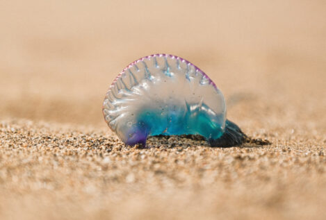 ¡Peligro: carabela portuguesa! ¿Qué tiene esta medusa de especial?