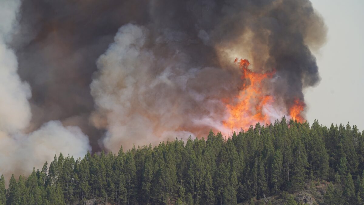 El incendio forestal de Tenerife empieza a «normalizarse» tras arrasar 4.000 hectáreas