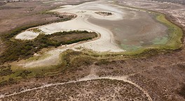 La laguna permanente más grande de Doñana se seca por segundo año consecutivo