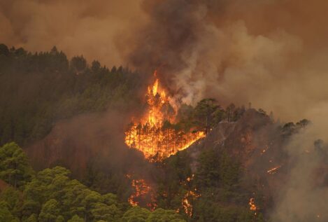 El incendio de Tenerife ya causa daños a algunas viviendas y afecta a 10.000 hectáreas