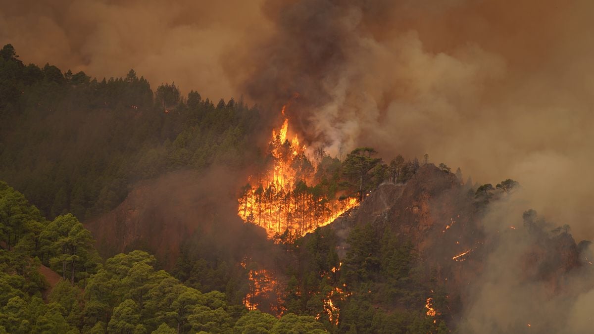 El incendio de Tenerife ya causa daños a algunas viviendas y afecta a 10.000 hectáreas