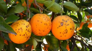 Sudáfrica pide a la OMC medidas contra la UE por endurecer los requisitos para sus naranjas