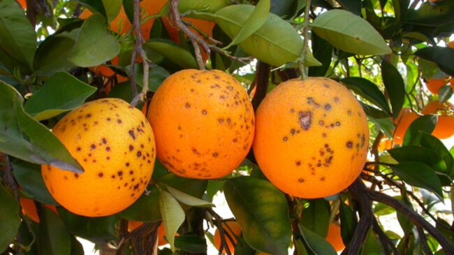 Sudáfrica pide a la OMC medidas contra la UE por endurecer los requisitos para sus naranjas