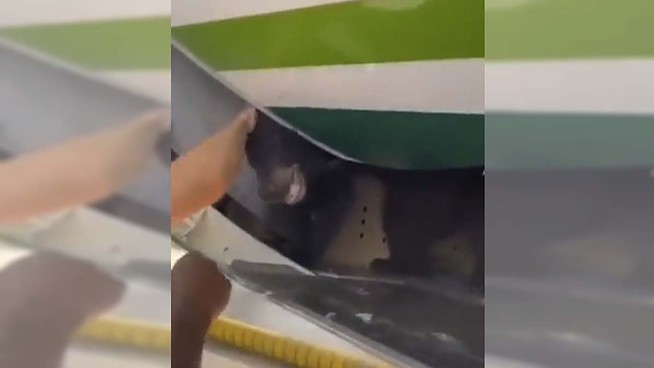 Un oso se escapa de la bodega de un avión en Dubái y provoca retrasos en el aeropuerto
