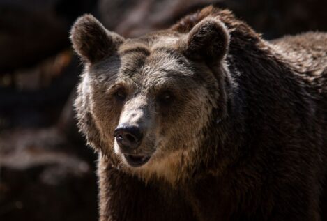 Dos osos mueren en dos atropellos en apenas diez días en la provincia de León