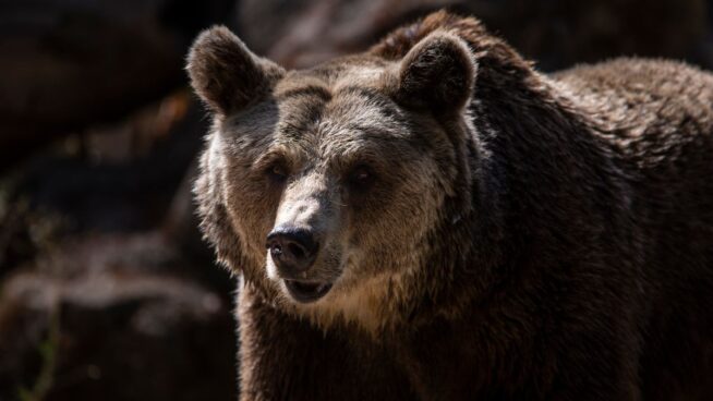 Dos osos mueren en dos atropellos en apenas diez días en la provincia de León