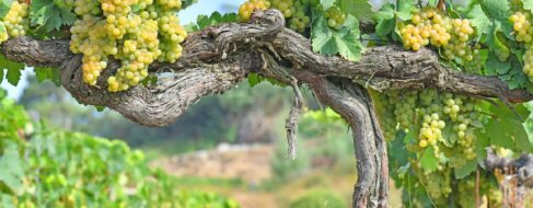 El vino: historia, cultura y economía circular