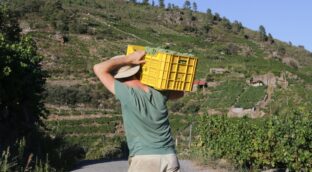 Muere por un golpe de calor un hombre de 58 años cuando vendimiaba en Córdoba