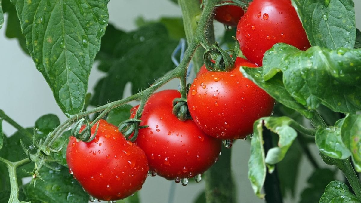 Descubre todas las propiedades y beneficios del tomate