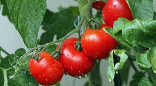 Descubre todas las propiedades y beneficios del tomate