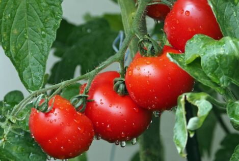 Descubre todas las propiedades y beneficios del tomate
