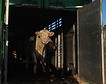 Bruselas pide a los ganaderos que reduzcan el transporte de animales vivos durante el verano