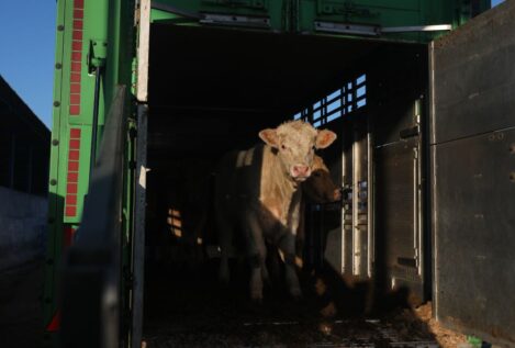 Bruselas pide a los ganaderos que reduzcan el transporte de animales vivos durante el verano