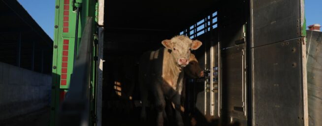 Bruselas pide a los ganaderos que reduzcan el transporte de animales vivos durante el verano