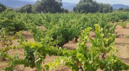 Tres jóvenes (e interesantes) proyectos vinícolas en la sierra de Salamanca