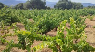 Tres jóvenes (e interesantes) proyectos vinícolas en la sierra de Salamanca