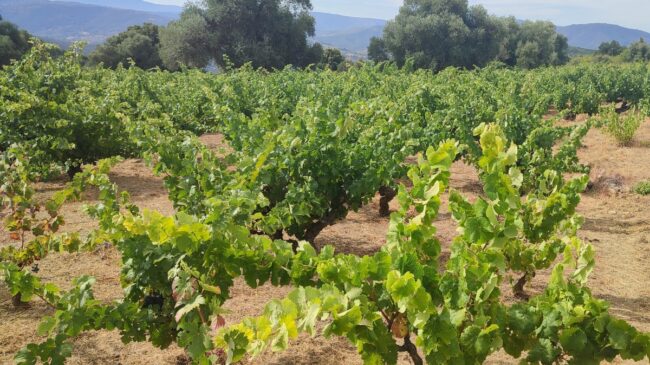 Tres jóvenes (e interesantes) proyectos vinícolas en la sierra de Salamanca