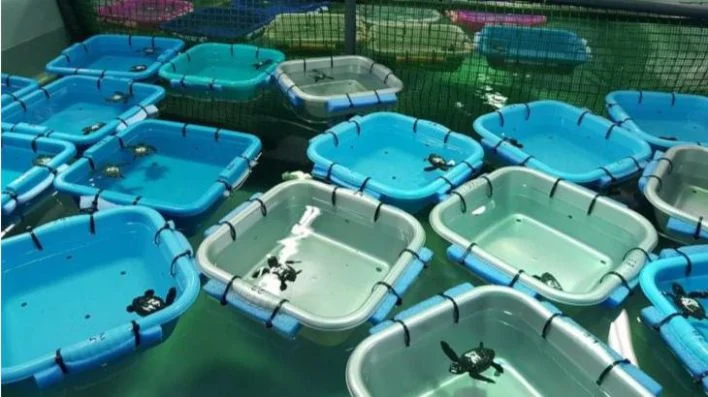 Nacen 195 tortugas marinas de los cinco nidos registrados en Baleares