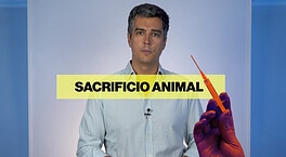 La ley de bienestar animal, explicada en dos minutos