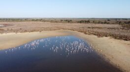 La Junta de Andalucía compra 7.500 hectáreas para proteger el parque de Doñana
